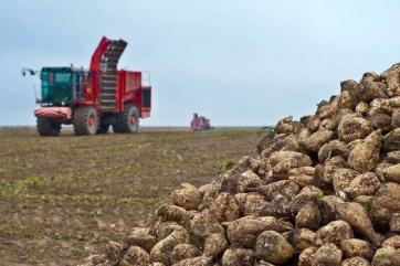 Доля отечественных семян сахарной свёклы выросла почти втрое – НСА